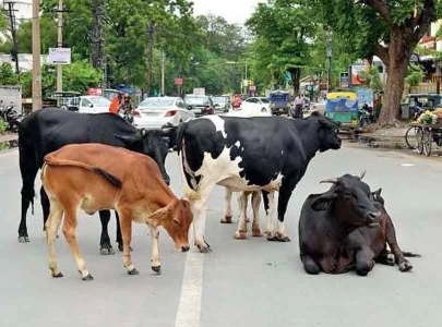 stray cattle run riot in hyd stray cattle run riot in hyd