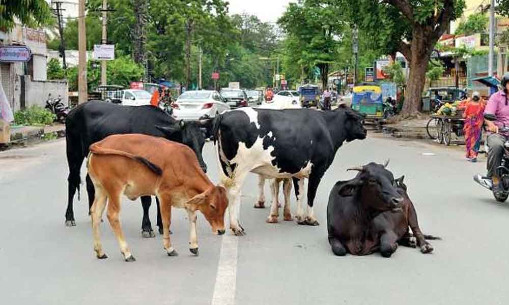 Stray cattle menace causes road accidents, safety concerns in Hyderabad