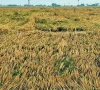 hailstorm rains ravage bhakkar crops