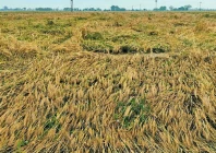 hailstorm rains ravage bhakkar crops hailstorm rains ravage bhakkar crops