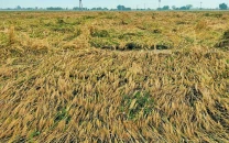 hailstorm rains ravage bhakkar crops