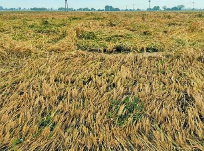 hailstorm rains ravage bhakkar crops hailstorm rains ravage bhakkar crops