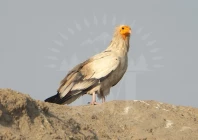 rare vultures reappear in punjab habitat