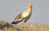 rare vultures reappear in punjab habitat