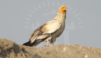 rare vultures reappear in punjab habitat