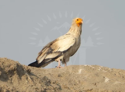 rare vultures reappear in punjab habitat