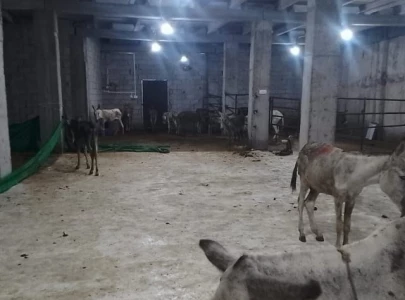 foreigner arrested for selling donkey meat in islamabad foreigner arrested for selling donkey meat in islamabad