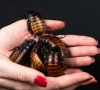 study finds cockroach milk more nutritious than cow s milk study finds cockroach milk more nutritious than cow s milk