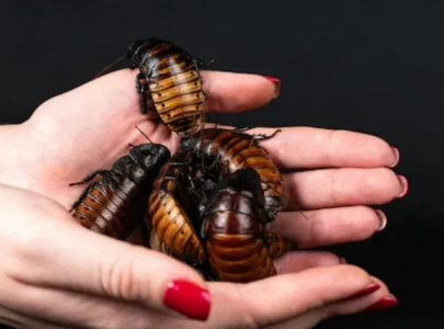 study finds cockroach milk more nutritious than cow s milk study finds cockroach milk more nutritious than cow s milk