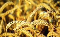 farmers to get rs3 500 per maund as govt approves wheat policy 2025 26 farmers to get rs3 500 per maund as govt approves wheat policy 2025 26