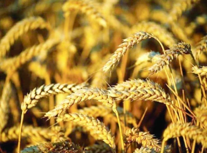 govt backs out of wheat procurement govt backs out of wheat procurement