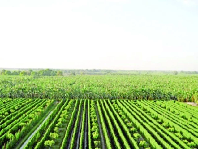 to facilitate cooperation pakistan and kuwait should establish a dedicated entity similar to pkic a proposed pak kuwait food and agriculture co could attract investment in agricultural development and boost pakistan s food exports photo file to facilitate cooperation pakistan and kuwait should establish a dedicated entity similar to pkic a proposed pak kuwait food and agriculture co could attract investment in agricultural development and boost pakistan s food exports photo file