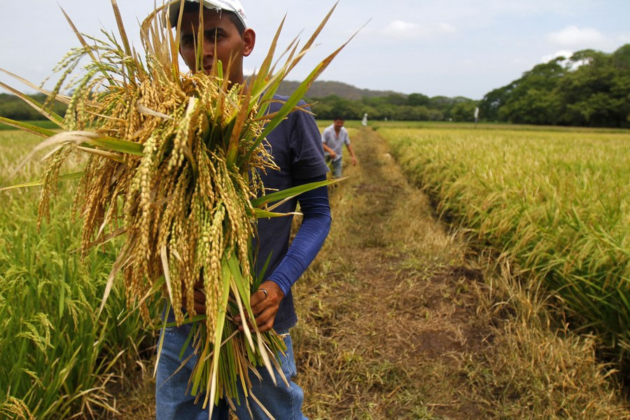 a worker harvests hybrid rice at a rice research base in northern costa rica may 1 2010 photo xinhua gabiera