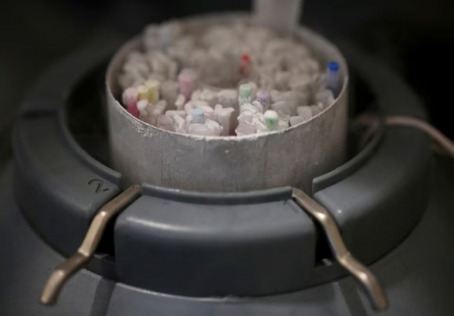 frozen vials of sperm are seen preserved in an azote cooled container in a laboratory in paris france september 13 2019 photo reuters frozen vials of sperm are seen preserved in an azote cooled container in a laboratory in paris france september 13 2019 photo reuters