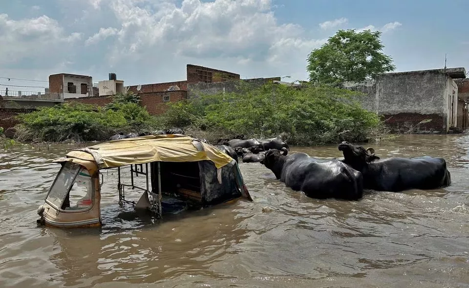 buffalos move past a partially submerged auto rickshaw in a water logged area following heavy rains in mathura india july 19 photo reuters buffalos move past a partially submerged auto rickshaw in a water logged area following heavy rains in mathura india july 19 photo reuters