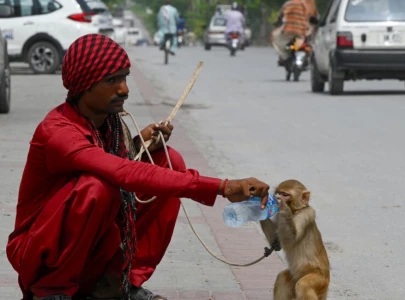 watch monkey business in karachi court during smuggling case watch monkey business in karachi court during smuggling case