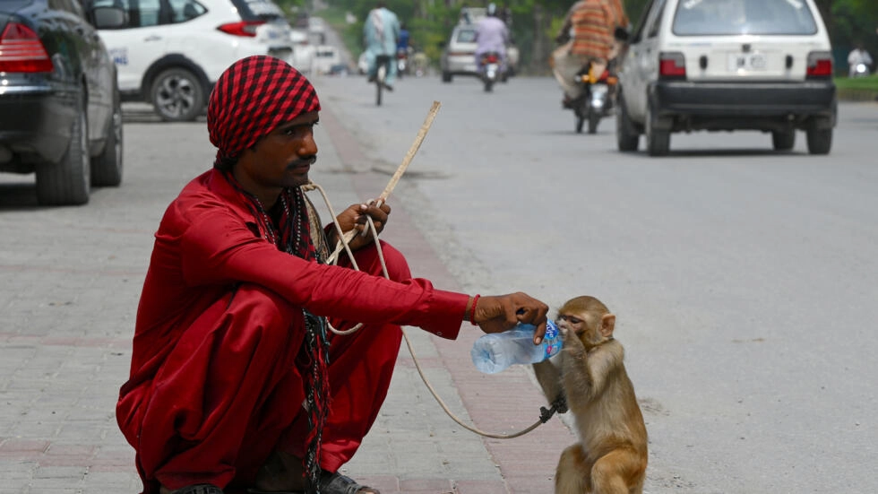 monkeys are often trained to peform as street entertainers in pakistan photo afp file
