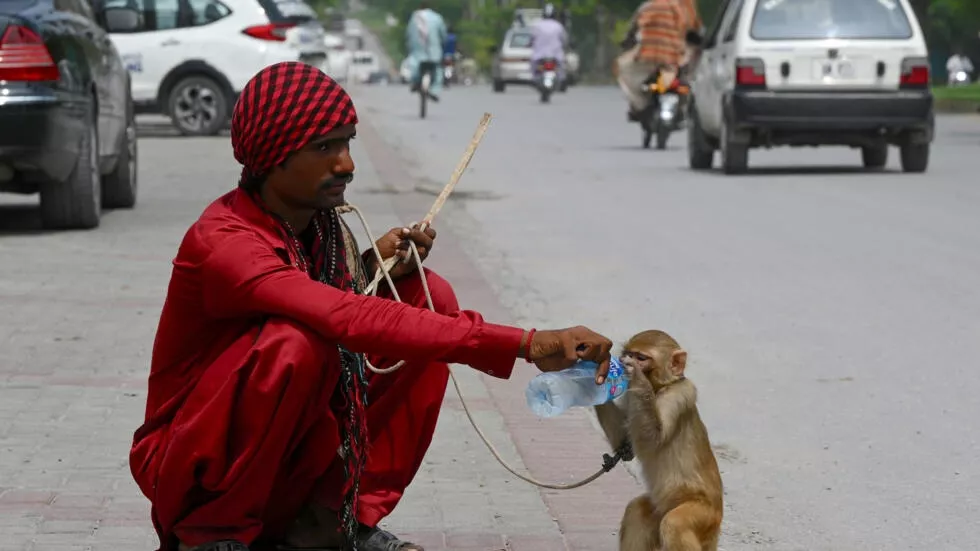 monkeys are often trained to peform as street entertainers in pakistan photo afp file monkeys are often trained to peform as street entertainers in pakistan photo afp file