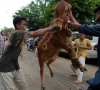 one dead 144 injured in eidul azha animal sacrifice accidents across country