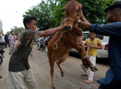 one dead 144 injured in eidul azha animal sacrifice accidents across country