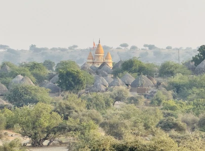 in the shadow of sacred trees in the shadow of sacred trees