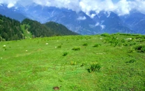 the wildness of darolai