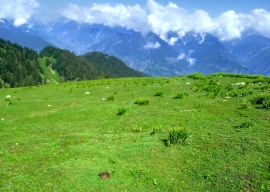 the wildness of darolai