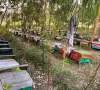 stung by climate change k p s beekeepers struggle