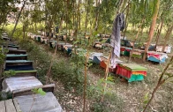 stung by climate change k p s beekeepers struggle