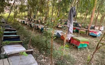 stung by climate change k p s beekeepers struggle