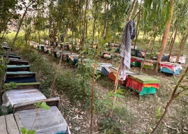 stung by climate change k p s beekeepers struggle