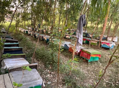 stung by climate change k p s beekeepers struggle stung by climate change k p s beekeepers struggle