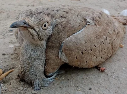 eight arrested for illegal hunting of rare wildlife across punjab