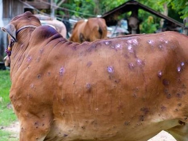 india last week launched an indigenous vaccine to protect livestock from lumpy skin disease photo aa file