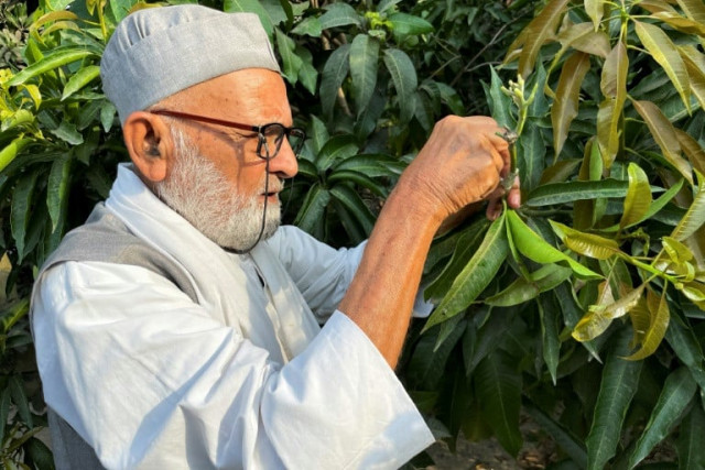 kaleem ullah khan 82 has earned one of india s highest civilian honours for his work creating new mango varieties photo afp kaleem ullah khan 82 has earned one of india s highest civilian honours for his work creating new mango varieties photo afp