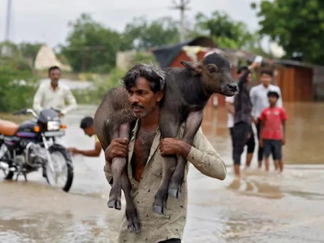 a man carries a calf on his shoulders through a water logged road following heavy rain in kheda district of the western state of gujarat india september 8 2025 photo reuters
