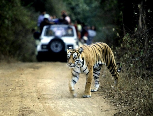 Photo of Tiger on the prowl at Indian university campus