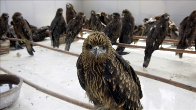 amid heatwave exhausted birds falling from sky in india amid heatwave exhausted birds falling from sky in india