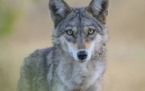 indian wolf declared endangered amid rapid population decline iucn indian wolf declared endangered amid rapid population decline iucn