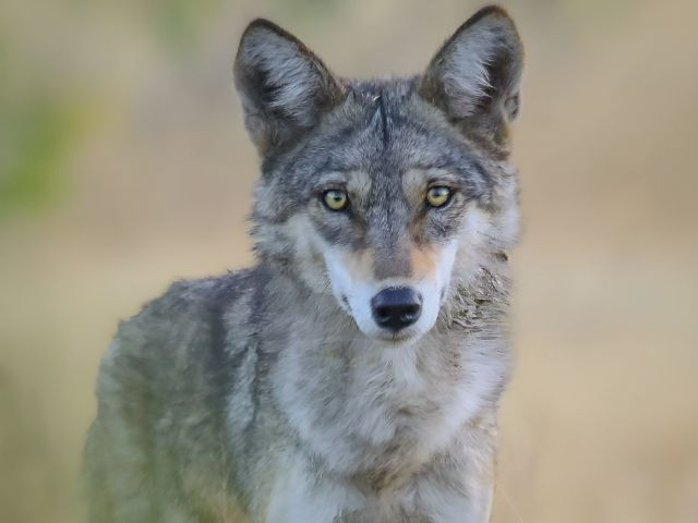 hundreds of police officers search for wolves that killed nine in india hundreds of police officers search for wolves that killed nine in india