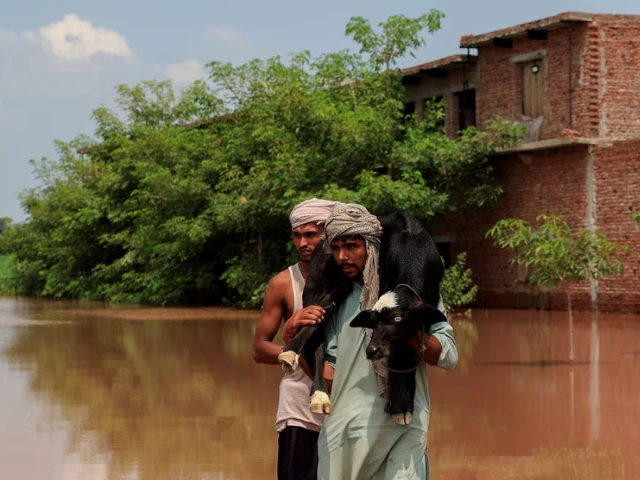 a man carries a new born buffalo calf as he wades through a flooded road following monsoon rains and rising water levels of the chenab river in qadirabad village near the chenab river in punjab province pakistan august 28 2025 photo reuters a man carries a new born buffalo calf as he wades through a flooded road following monsoon rains and rising water levels of the chenab river in qadirabad village near the chenab river in punjab province pakistan august 28 2025 photo reuters
