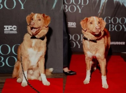 indy the dog steals spotlight at good boy premiere