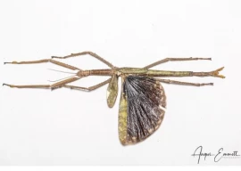 new stick insect species discovered in queensland named australia s heaviest