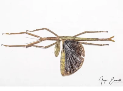 new stick insect species discovered in queensland named australia s heaviest