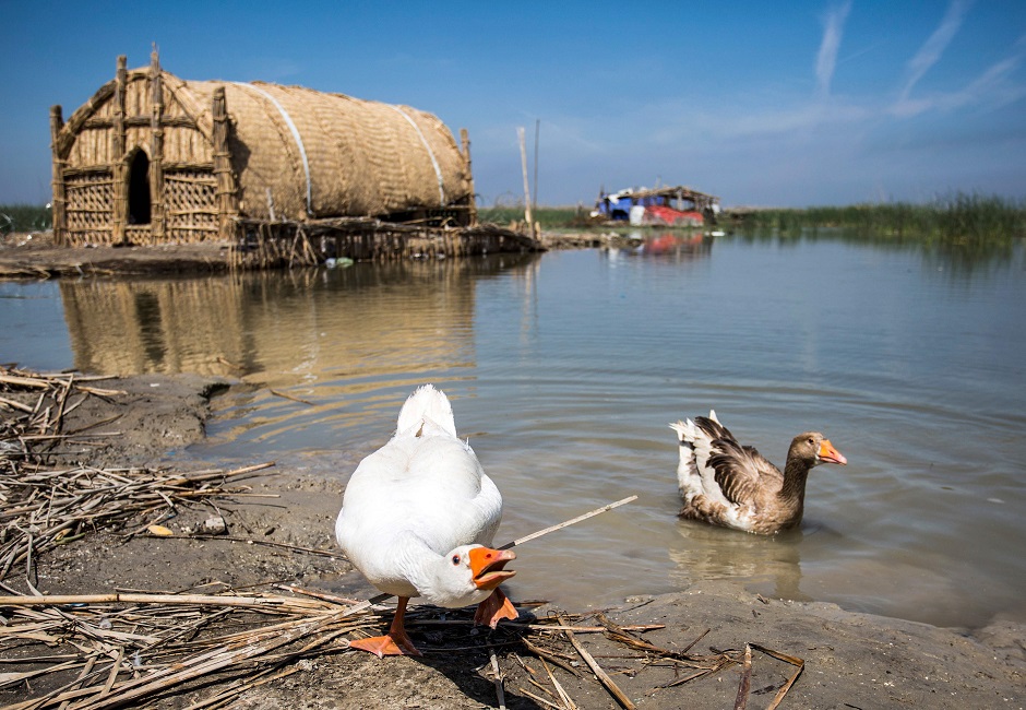 Iraqi marsh-dwellers navigate their canoes in the marshes of the southern district of Chibayish in Dhi Qar province, about 120 kilometres northwest of the southern city of Basra. PHOTO: AFP