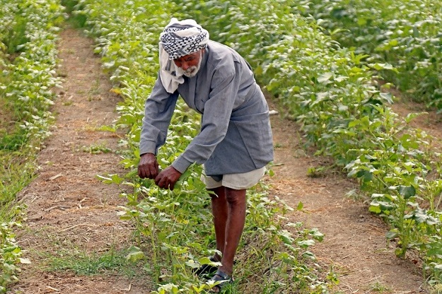 Iraqi farmers have traditionally lived off their land with no need for wells, but a creeping drought is now threatening the livelihoods of nearly a quarter of the country's population in the provinces of Diwaniyah, Muthanna and Missan. PHOTO: AFP