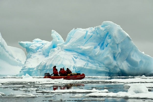 There is no need for social distancing in the tundra. PHOTO: AFP