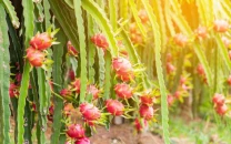 pakistan china partnership transforms saline coastal land into dragon fruit fields pakistan china partnership transforms saline coastal land into dragon fruit fields
