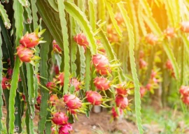 pakistan china partnership transforms saline coastal land into dragon fruit fields pakistan china partnership transforms saline coastal land into dragon fruit fields