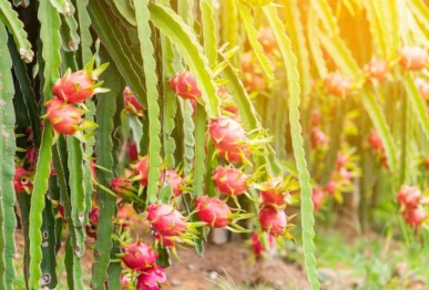 pakistan china partnership transforms saline coastal land into dragon fruit fields